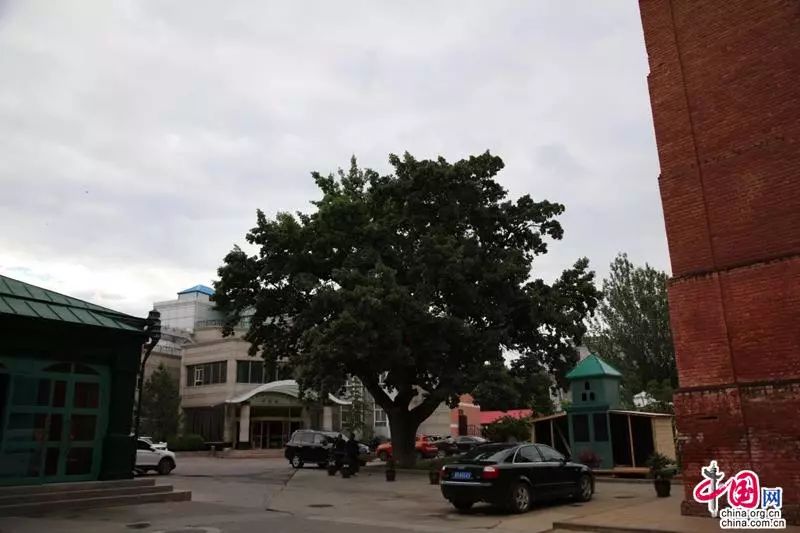 【记者的*疆新**日记】塔城印象：一棵橡树满城风情