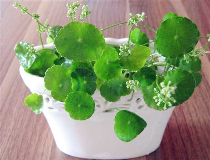 室内好养的大盆植物排名,适合家中养的大盆吉祥植物