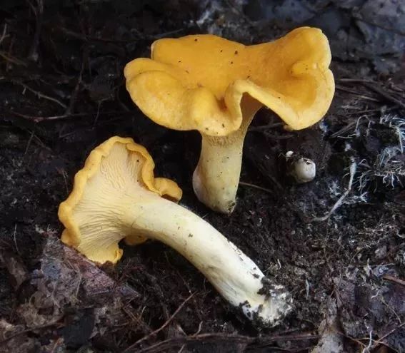 云南吃菌中毒分布图,云南吃菌中毒最新统计