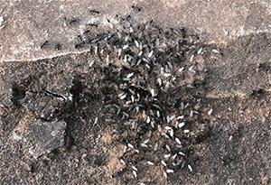 见到虫子很害怕怎么办,见到光就飞过来的虫子怎么去除