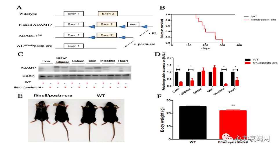 「2019CIHFC」张运教授:ADAM17—糖尿病性心肌病干预的新靶点