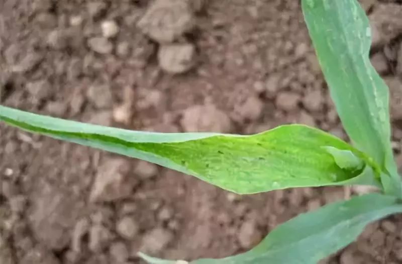 玉米心叶卷曲怎么处理,玉米芯卷成鞭状怎么治好