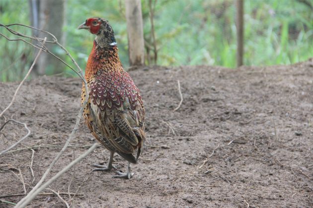 农村创业七彩山鸡养殖,养殖七彩山鸡致富经视频