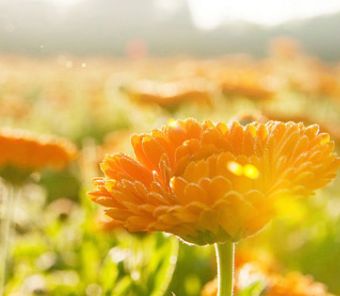 最好的修复膏,亲测好用的修护万能膏