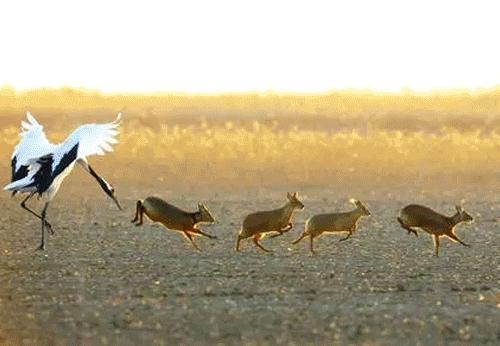 好消息30元红包免费领不领白不领,好消息10元红包免费领不领白不领