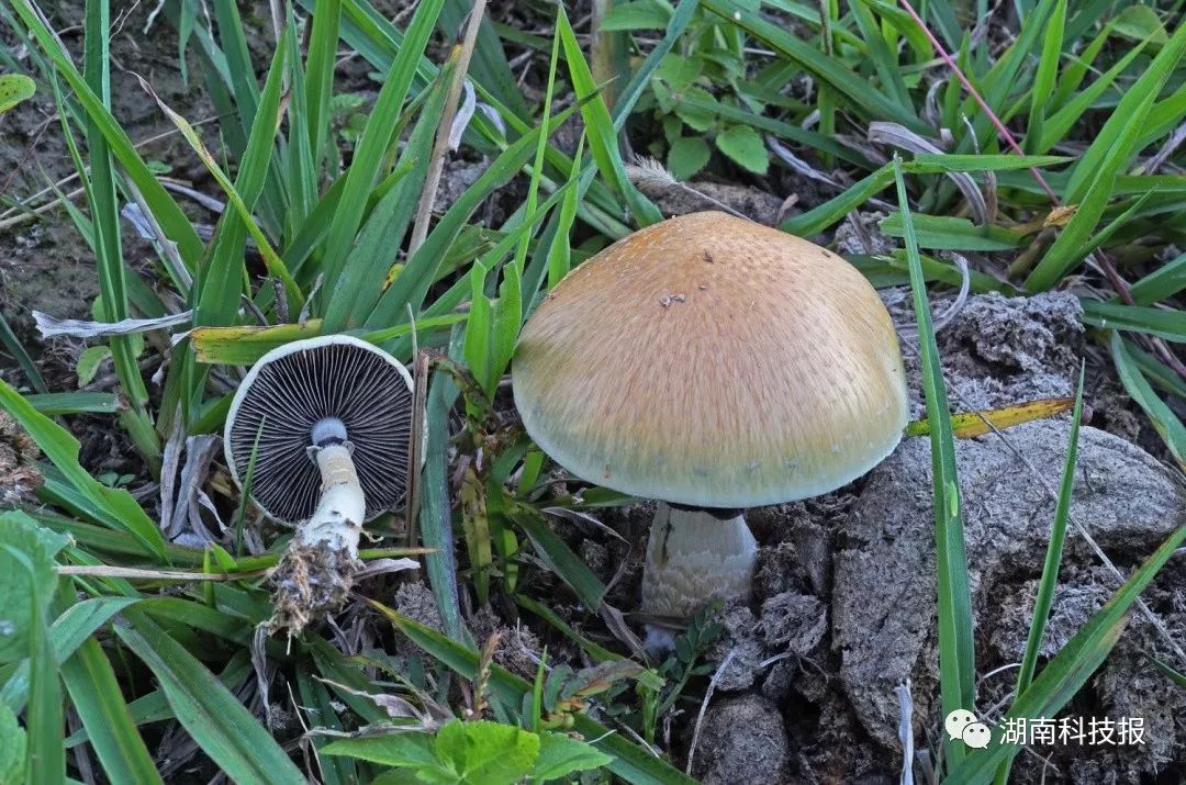 误食毒蘑菇的症状,误食毒蘑菇临床表现