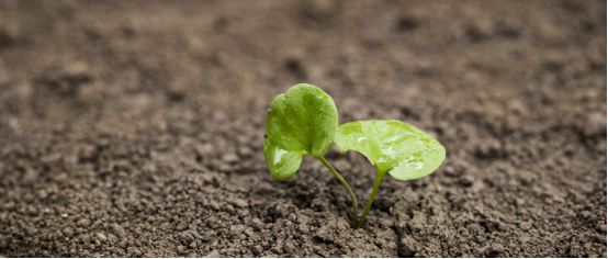 番茄对氮肥的需肥量,番茄对氮磷钾的需求量