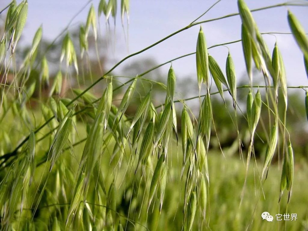 燕麦和燕麦片哪个降胆固醇好,燕麦和燕麦片区别在哪