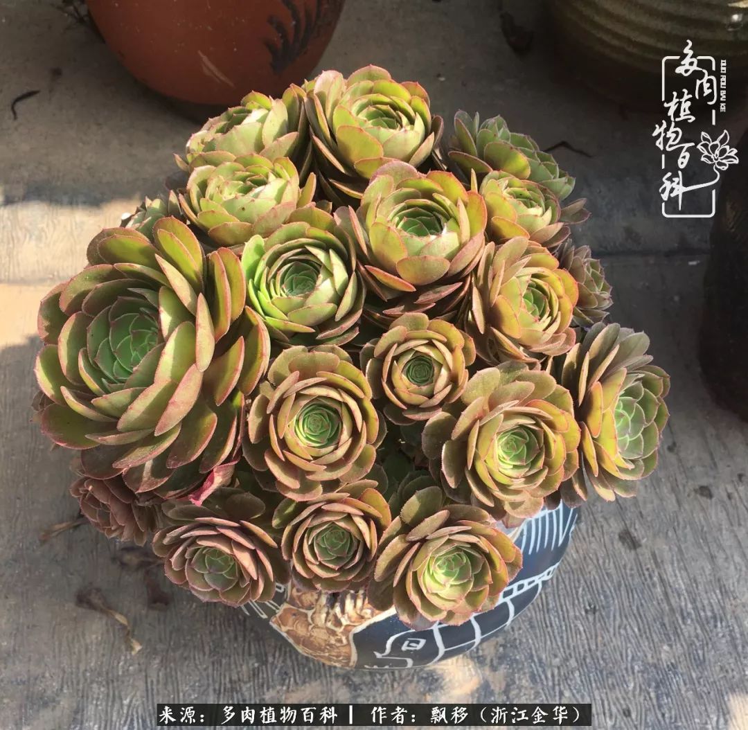 魅力无限的法师诱惑：我的灿烂，由你决定