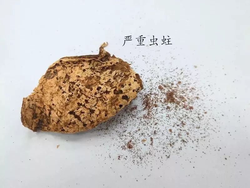 虫蛀的陈皮还能吃吗,陈皮虫蛀了怎么办