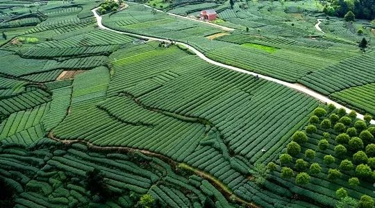 川茶集团的发展前景,川茶行业的发展趋势