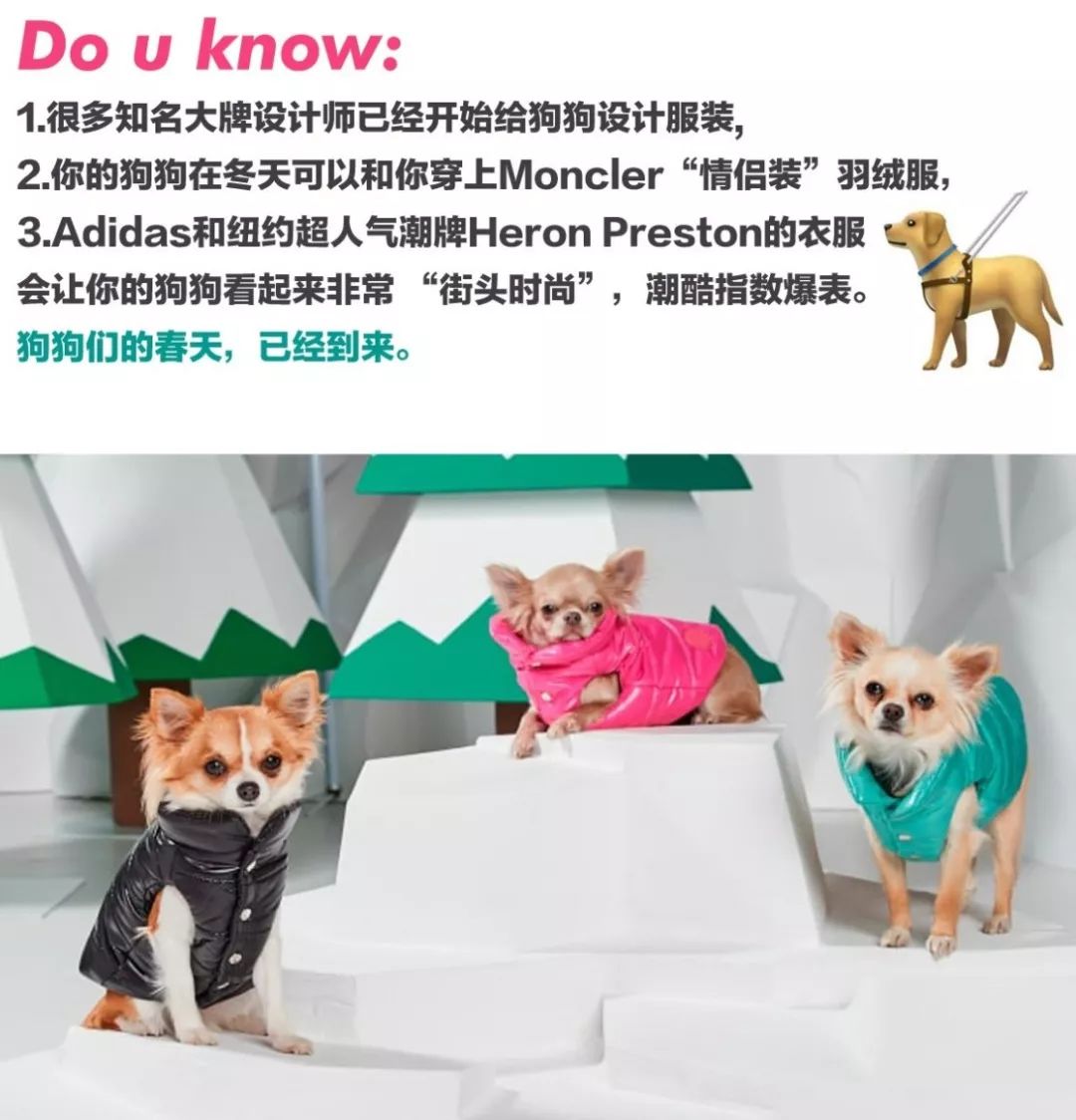 穿西装的宠物狗走路,穿moncler的男生