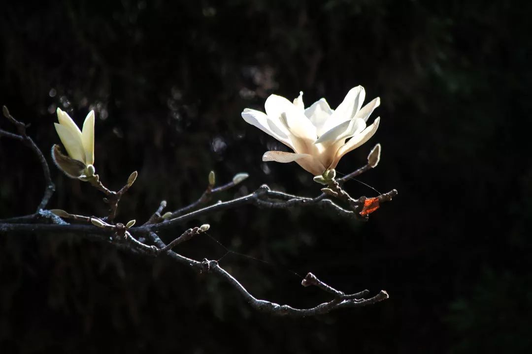 昆明金殿风景区古建筑之美,百年前昆明金殿照片