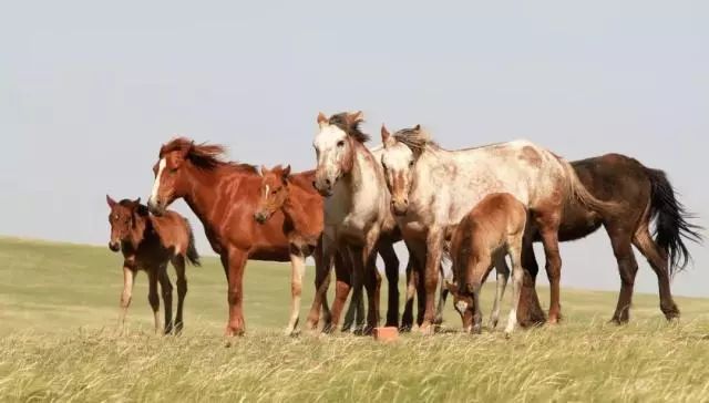 没看过？这才是呼和浩特的另一面！