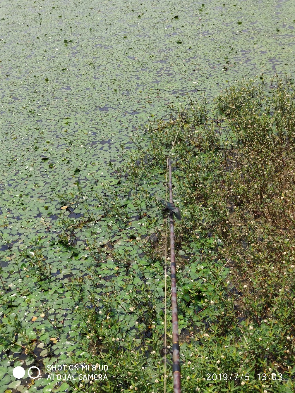 黑鱼钓上岸了怎么办,黑鱼新手