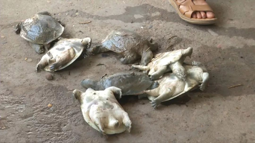 甲鱼一上岸就死,甲鱼死亡的各种症状