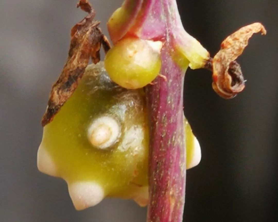 山药和山药豆的效果一样吗,吃山药豆有什么好处与坏处