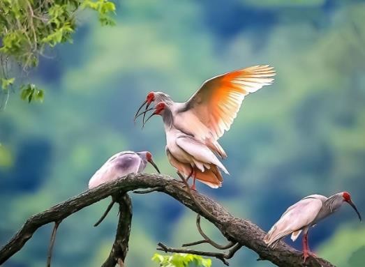 朱鹮是东方白鹤吗,东方宝石朱鹮