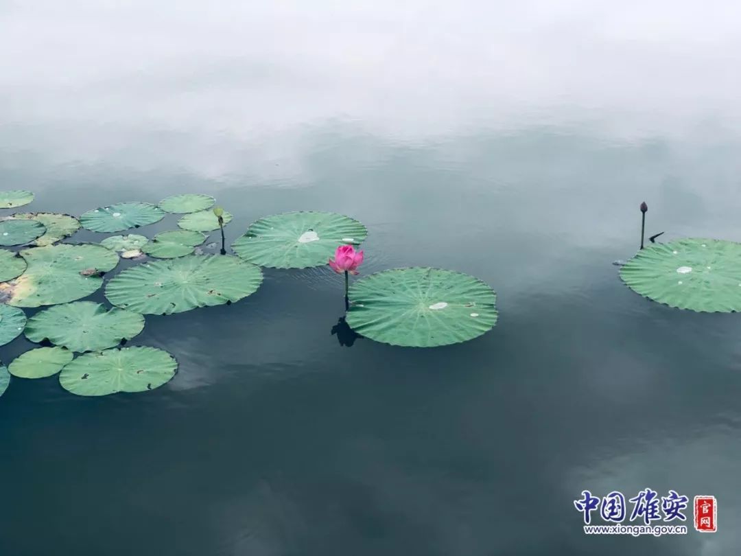 遇见·雄安｜七月错过白洋淀，你可就错过了整个北方的夏天！