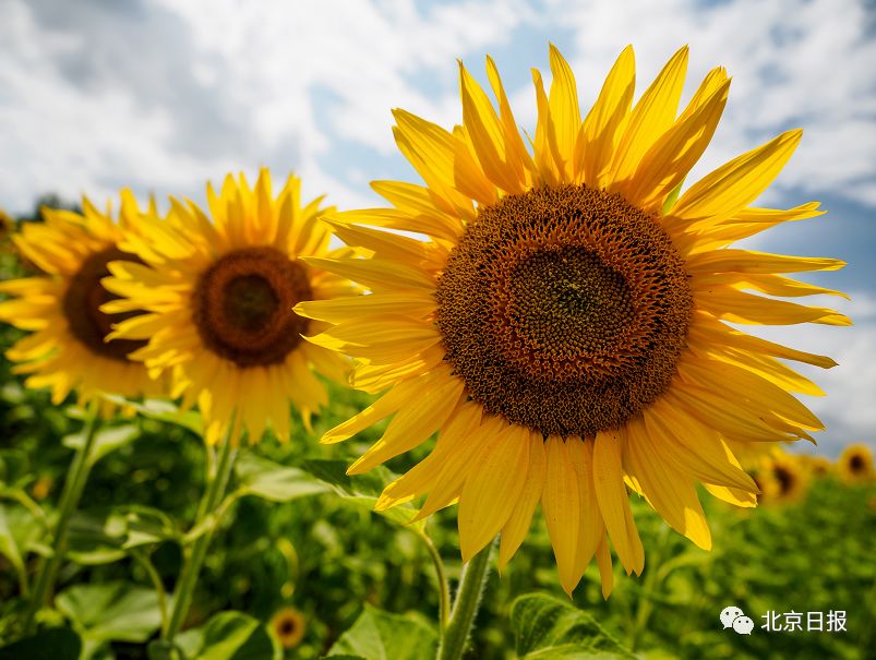 请问中国国花是不是牡丹,牡丹为什么是我国的国花50字