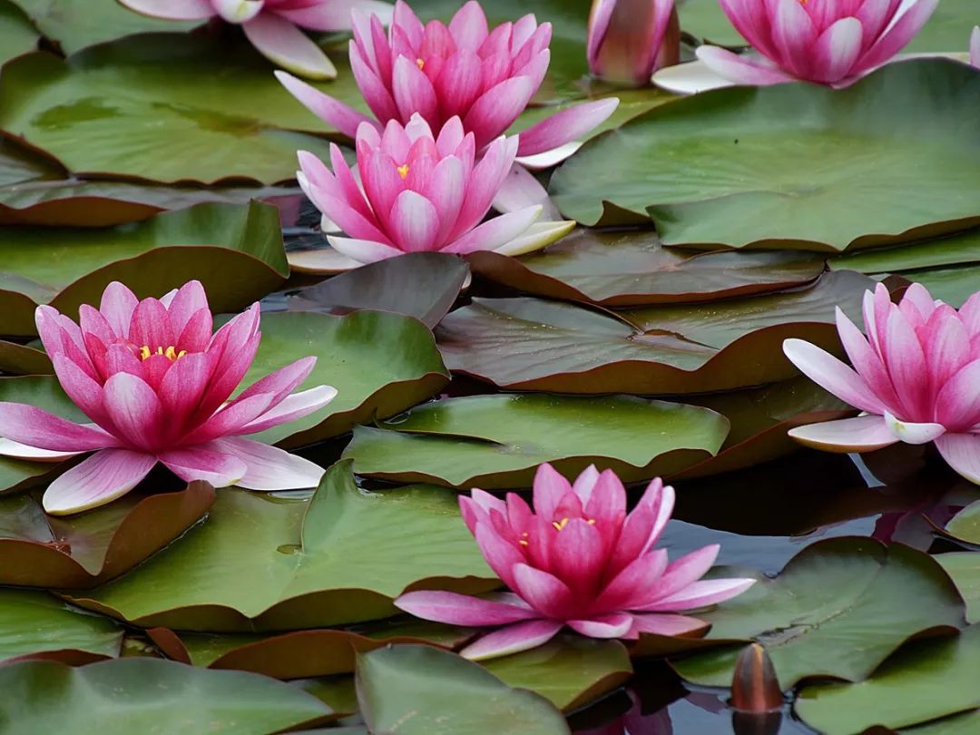 睡莲可以在沙底里生长吗,睡莲的养护方法图解