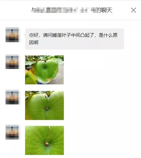 睡莲可以在沙底里生长吗,睡莲的养护方法图解