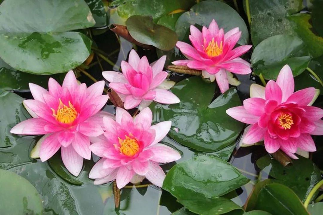睡莲可以在沙底里生长吗,睡莲的养护方法图解