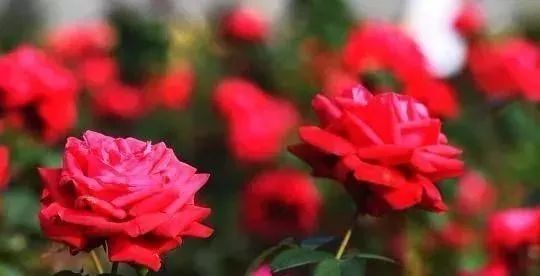 人大代表提议牡丹为国花,建议将牡丹确定为国花