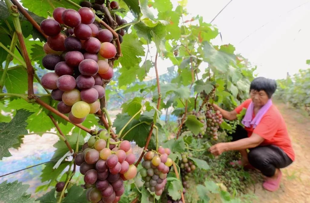 农业农村部摸底调查“三区三州”深贫区特色农产品，两次点到四川的这个地方