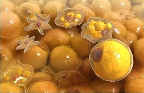 日本“吸油圣斗士”,1天1条,7天瘦出小蛮腰!酸酸甜甜,比果冻还好吃