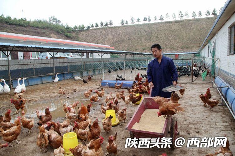 吴堡“鸡司令”刘信信：从贫困户变身致富带头人