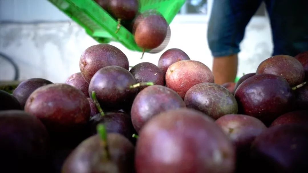 宾川最出名的石榴,大理宾川石榴