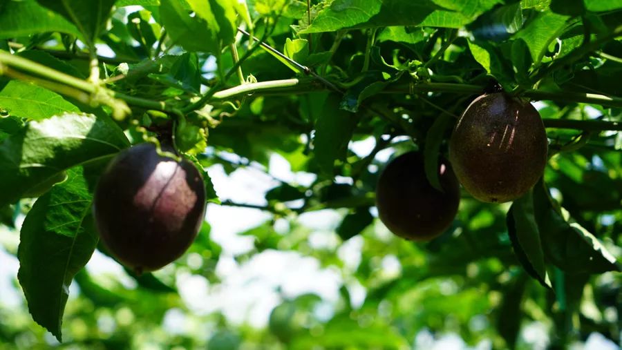 宾川最出名的石榴,大理宾川石榴