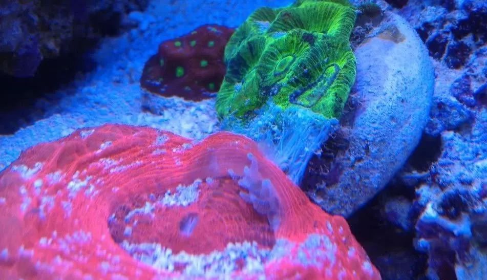 生死看淡不服就干古风打戏,生死看淡不服就干打一动物