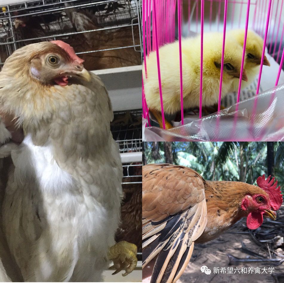 鸡小肚子疼是什么原因,鸡为什么肚子疼