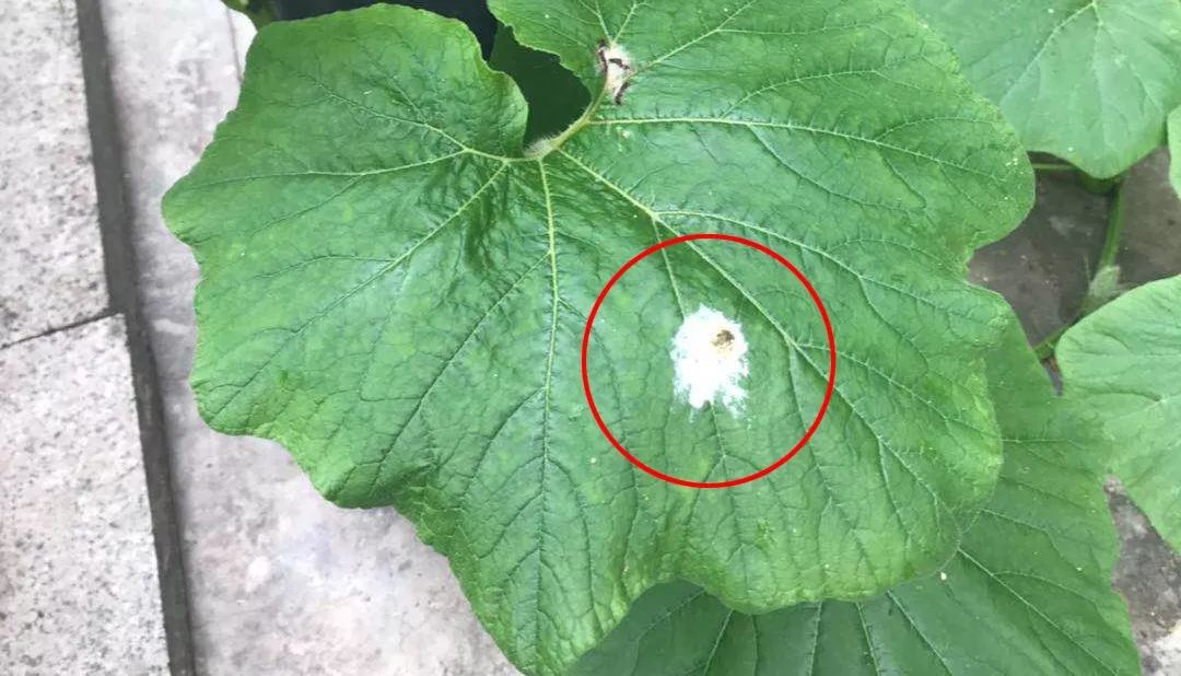 鸟屎为什么是白色的,鸟屎为什么有各种颜色