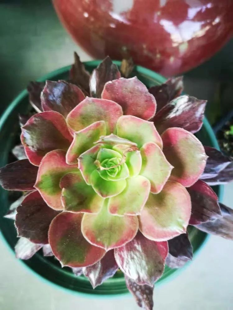 法师黑腐是什么原因,法师叶子黑腐是咋回事