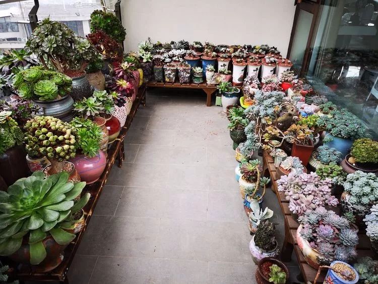 法师黑腐是什么原因,法师叶子黑腐是咋回事