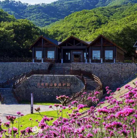 云岭深山自然美景,云岭野山参风景旅游区