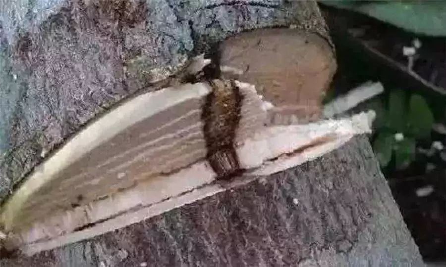 沉香木手串有保养功效吗,沉香手串能抗癌吗