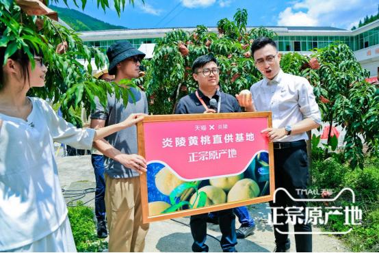 炎陵黄桃品牌大全,炎陵黄桃品牌