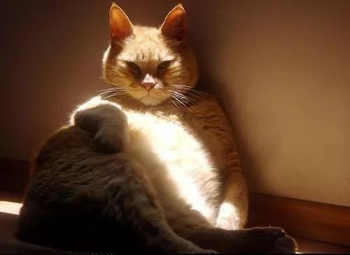 明星各个都有“干货”，你这个“湿人”就别诗情画意了