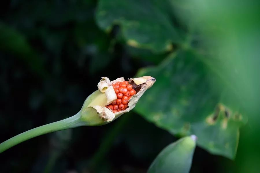 强烈推荐尼康镜头,尼康最值得拥有的十支镜头