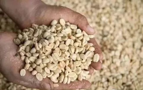 萨尔瓦多咖啡,咖啡豆阿拉比卡和罗布斯塔的品种