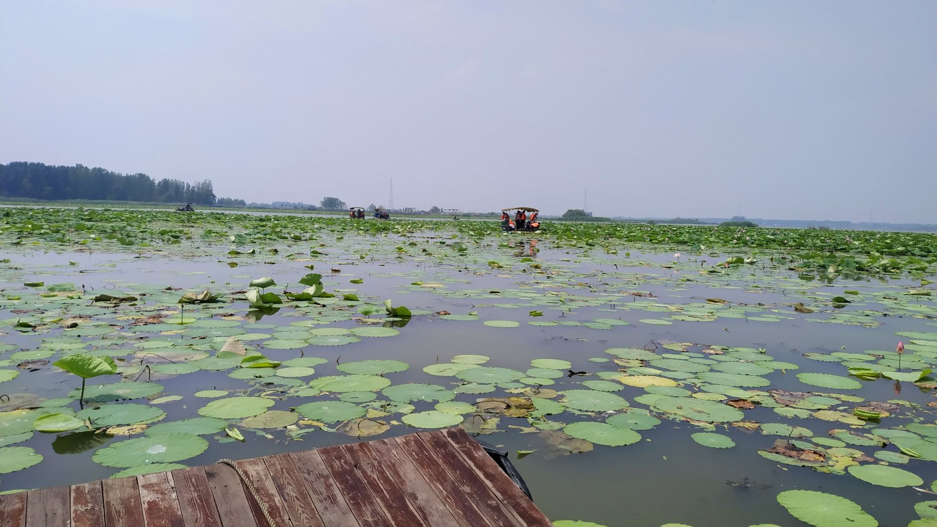 微山湖观荷花,青荷盖绿水微山湖十万亩荷花盛放