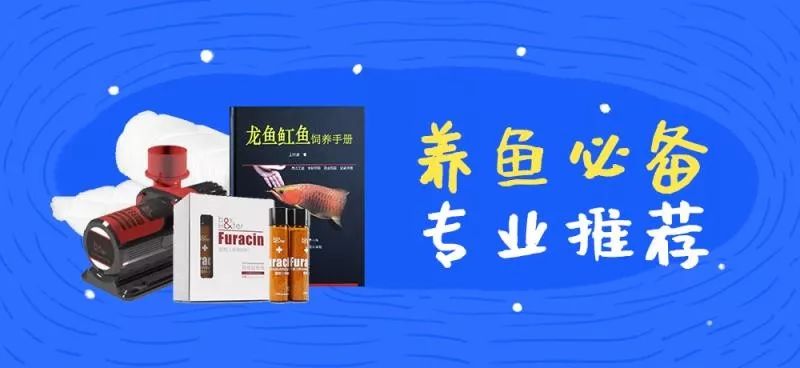 草缸观赏虾品种与养殖,观赏虾哪种在草缸里最好看