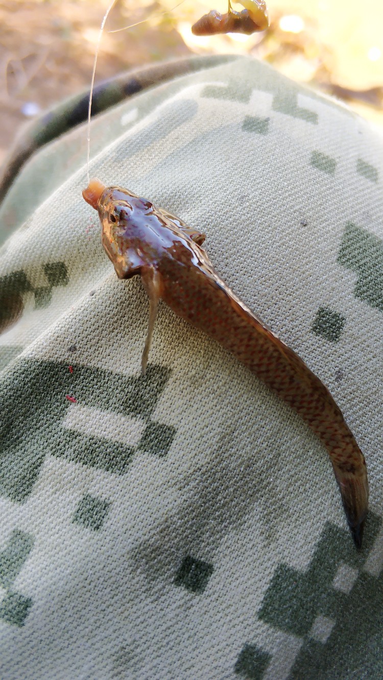 家乡小河里的鱼种,家乡小河里的鱼