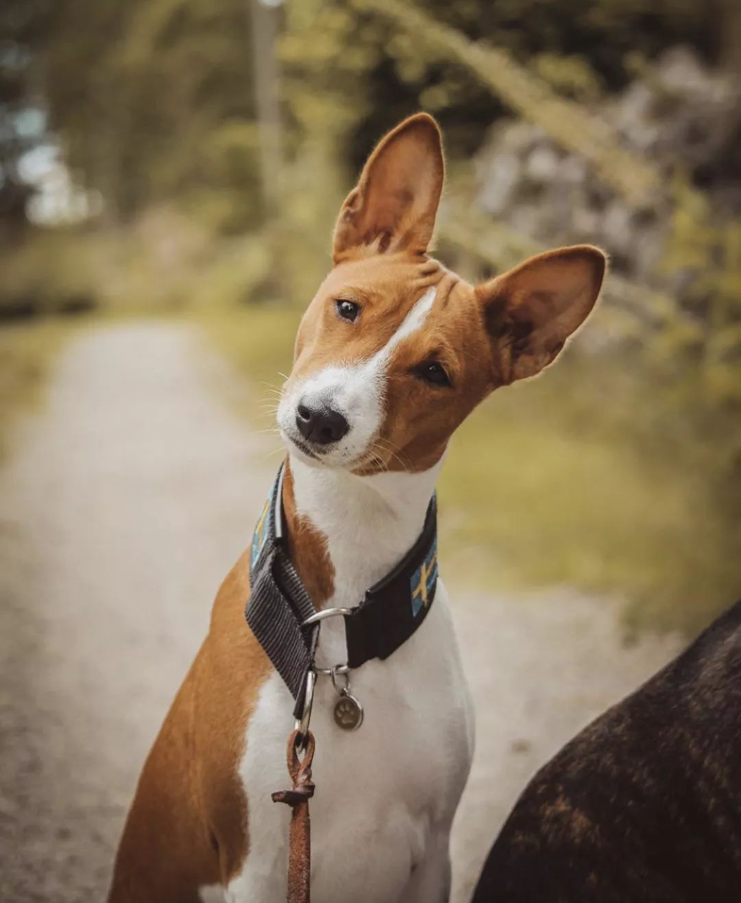 12种爱犬领你参观它们的老家