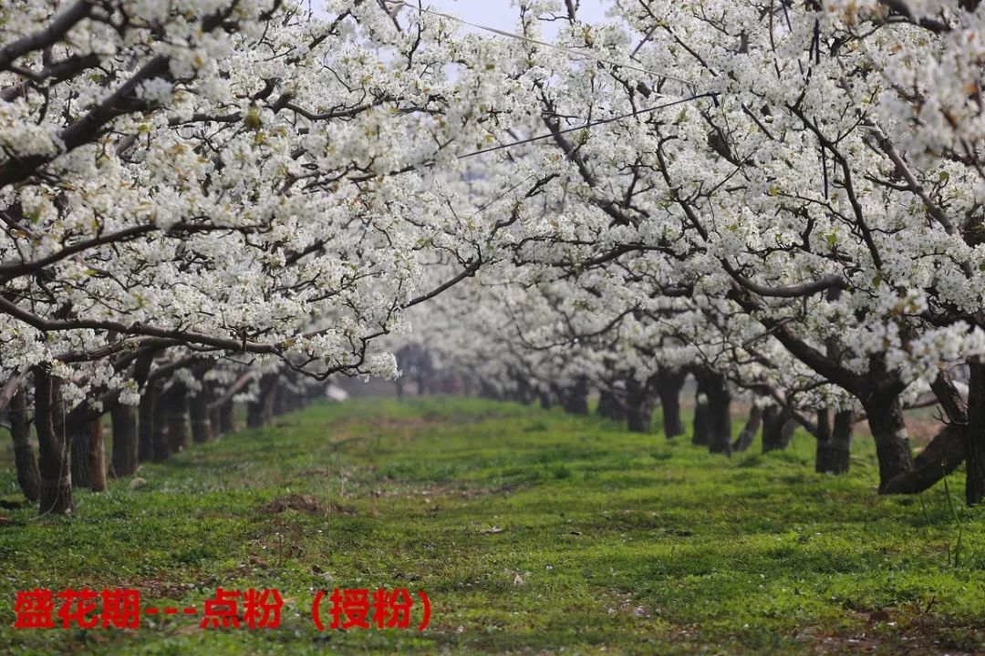 阳信鸭梨的历史,鸭梨成长日记