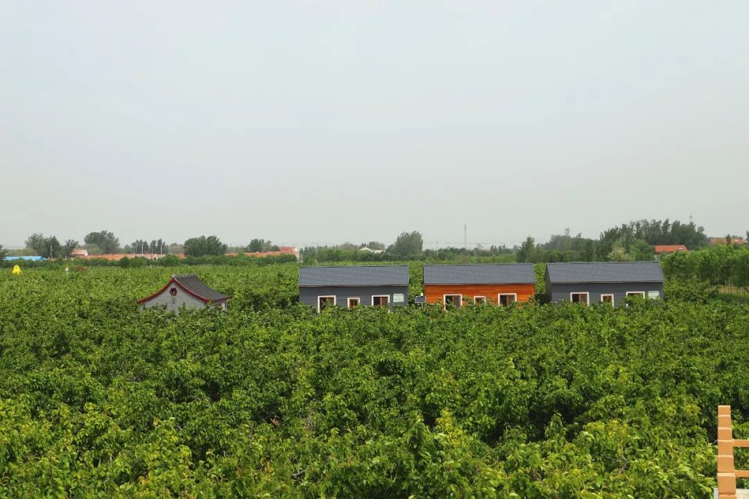 阳信鸭梨的历史,鸭梨成长日记